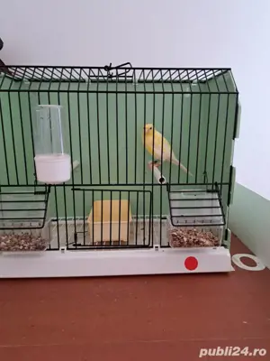 Slavujari linii curate, masculi 2025