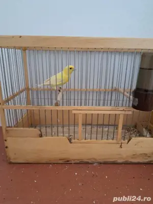 Slavujari linii curate, masculi 2025 - imagine 3 Slavujari linii curate, masculi 2025 - imagine 3