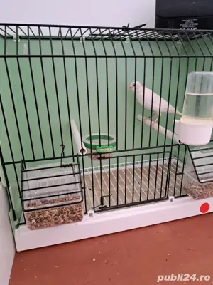 Slavujari linii curate, masculi 2025 - imagine 2 Slavujari linii curate, masculi 2025 - imagine 2