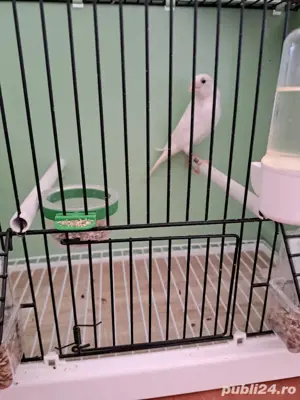 Slavujari linii curate, masculi 2025 - imagine 5 Slavujari linii curate, masculi 2025 - imagine 5