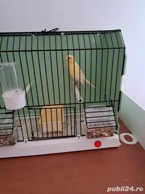 Slavujari linii curate, masculi 2025 - imagine 4 Slavujari linii curate, masculi 2025 - imagine 4