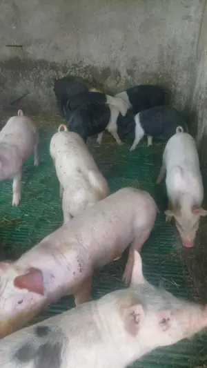 Purcei de rasa  - imagine 2