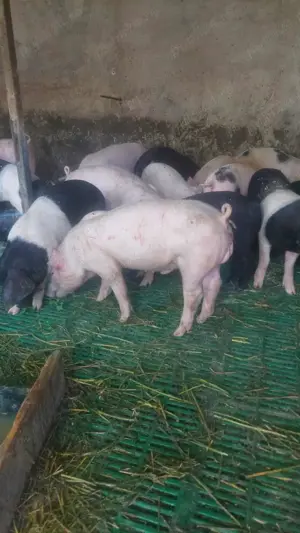 Purcei de rasa  - imagine 3