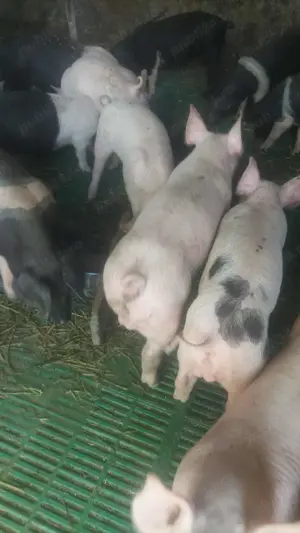 Purcei de rasa  - imagine 5