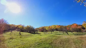 Campulung, terenuri Grui, Flamanda, Valea Romanestilor si Schitu Golesti-proprietar - imagine 8