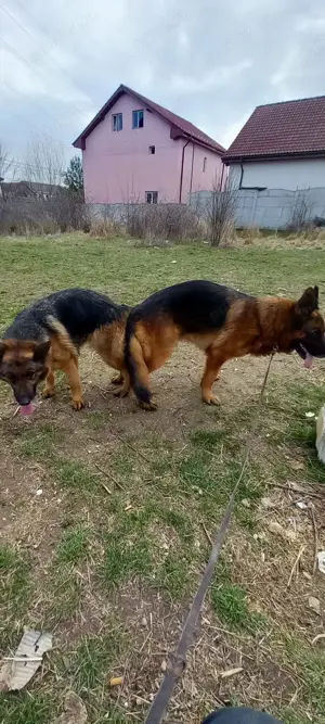 Căței Ciobanesc German cu pedigree  - imagine 6 Căței Ciobanesc German cu pedigree  - imagine 6