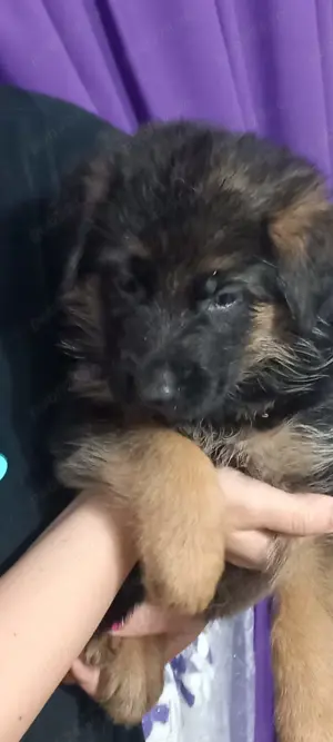 Căței Ciobanesc German cu pedigree  - imagine 4 Căței Ciobanesc German cu pedigree  - imagine 4