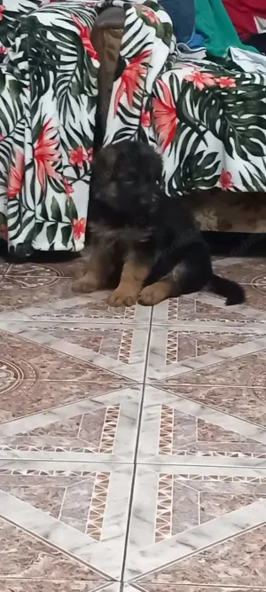 Căței Ciobanesc German cu pedigree  - imagine 7 Căței Ciobanesc German cu pedigree  - imagine 7