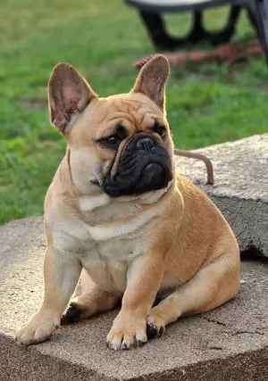 Bulldog francez