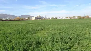 Vand teren intravilan in Deva suprafata totala 43 000 mp, zona Auchan sau Mol Deva, 3 cai de acces  - imagine 6