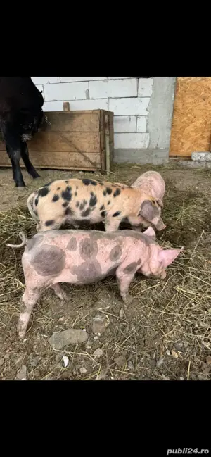    Angajăm Om Gospodar pentru Fermă de Țară!         