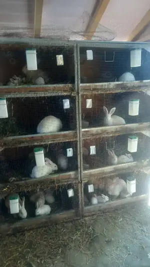 Cusca iepuri  - imagine 2