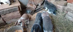 Iepuri berbec german 2025 - imagine 2 Iepuri berbec german 2025 - imagine 2