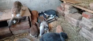 Iepuri berbec german 2025 - imagine 3 Iepuri berbec german 2025 - imagine 3