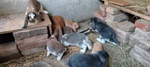 Iepuri berbec german 2025 - imagine 6 Iepuri berbec german 2025 - imagine 6