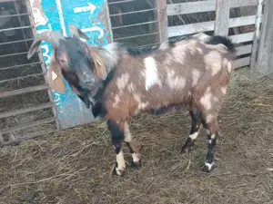 Țap anglonubian pătat culoare rară  - imagine 3