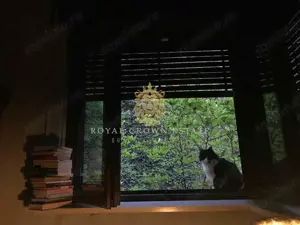 6 camere, curte si terasa | parter in vila | Foisorul de Foc - Ferdinand - imagine 13