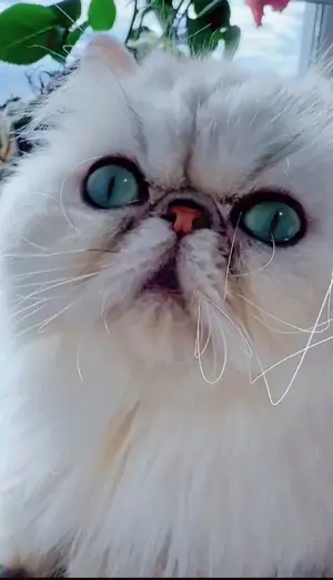 Vând pisică persană silver 