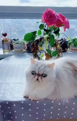 Vând pisică persană silver  - imagine 2