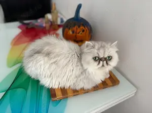 Vând pisică persană silver  - imagine 3