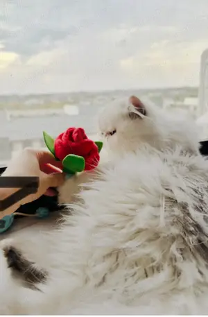 Vând pisică persană silver  - imagine 4