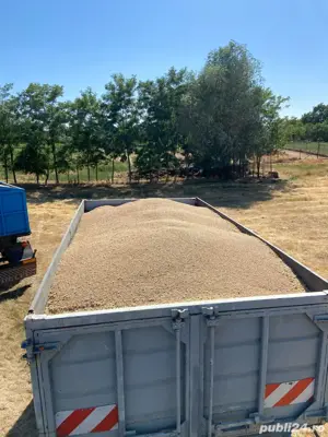 Triticale  - imagine 2