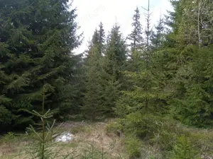 Vand teren 653 mp in statiunea Muntele Baisorii - imagine 4