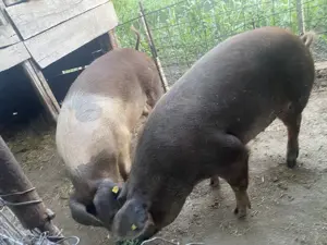 De vanzare porci de carne - imagine 3