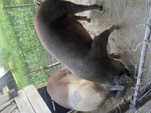 De vanzare porci de carne - imagine 5