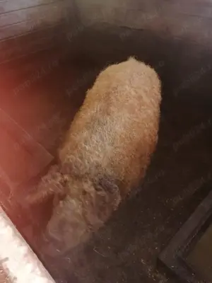 Mangalița de vânzare 