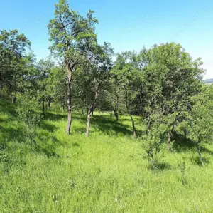 Vand case și terenuri la tara - imagine 6