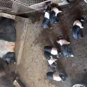  De vanzare purcei Bazna si Duroc 