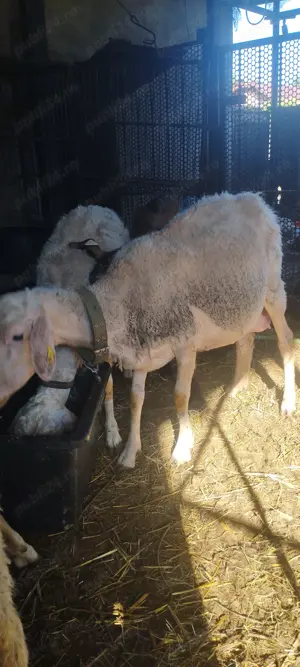 Oi, miei, mielute rasa ASSAF - imagine 2