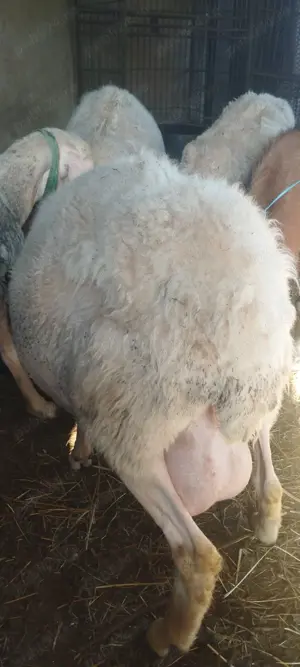 Oi, miei, mielute rasa ASSAF - imagine 4