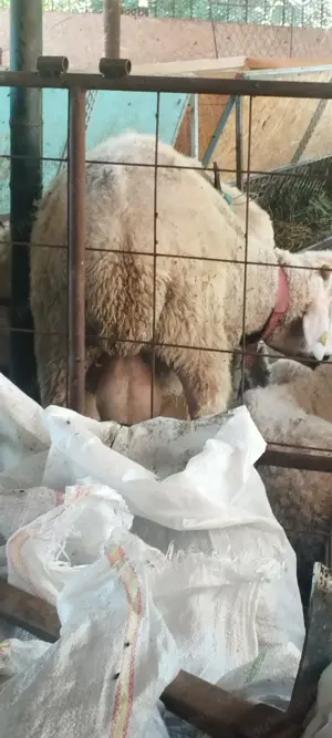 Oi, miei, mielute rasa ASSAF - imagine 3