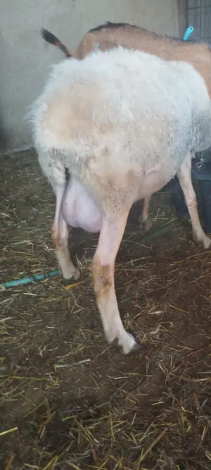 Oi, miei, mielute rasa ASSAF - imagine 5