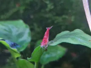 Melci Pomacea si creveti Red Cherry. 3 lei - imagine 3