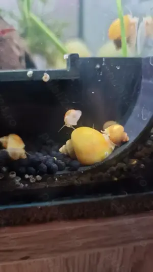 Melci Pomacea si creveti Red Cherry. 3 lei - imagine 4