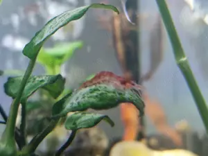 Melci Pomacea si creveti Red Cherry. 3 lei - imagine 5