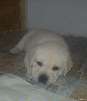 labrador