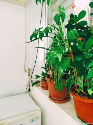 Aparatament 2 camere - imagine 3