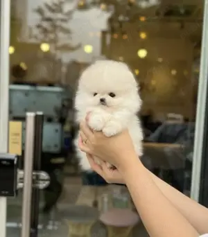 Pomeranian de vânzare   pui de talie mică