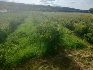 De vanzare in Caransebes . O proprietate cu parfum oriental  - imagine 8