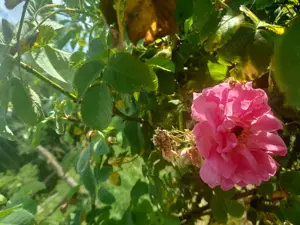 De vanzare in Caransebes . O proprietate cu parfum oriental  - imagine 10