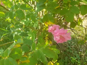 De vanzare in Caransebes . O proprietate cu parfum oriental  - imagine 9