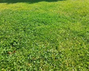 Teren pentru duplex Ghiroda ,toate utilitățile 