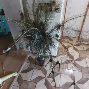 pene paun - imagine 3