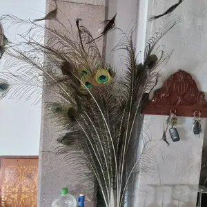 pene paun - imagine 2