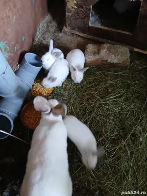 vând iepurași si iepuroaice Californian  - imagine 3