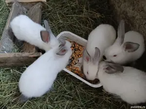 vând iepurași si iepuroaice Californian 